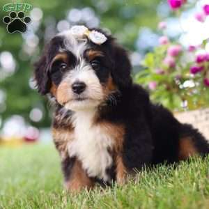 Hey There Delilah, Mini Bernedoodle Puppy